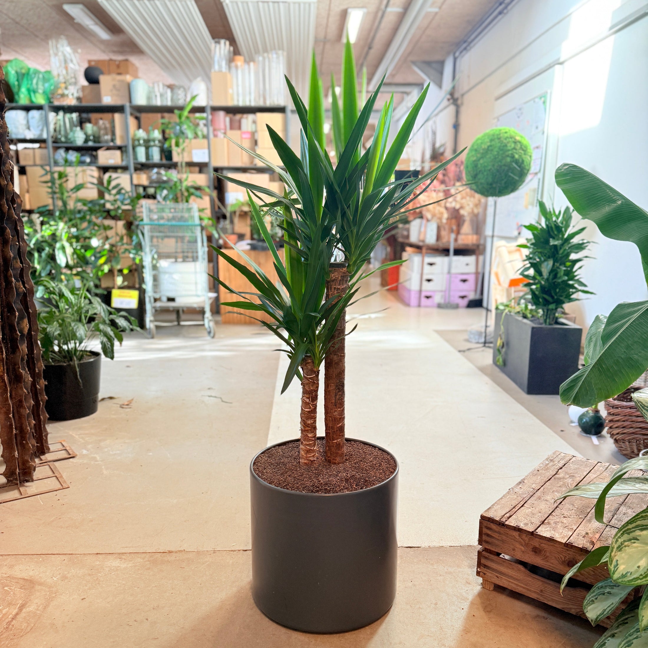 Yucca (Yucca elephantipes) – 140 cm høj i sort krukke