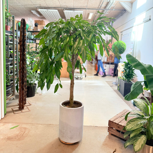 Figen-træ (Ficus binnendijkii ‘Amstel King’) – 170 cm høj i hvid krukke