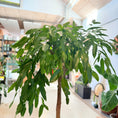 Indlæs billede i gallerivisning, Figen-træ (Ficus binnendijkii ‘Amstel King’) – 170 cm høj i hvid krukke
