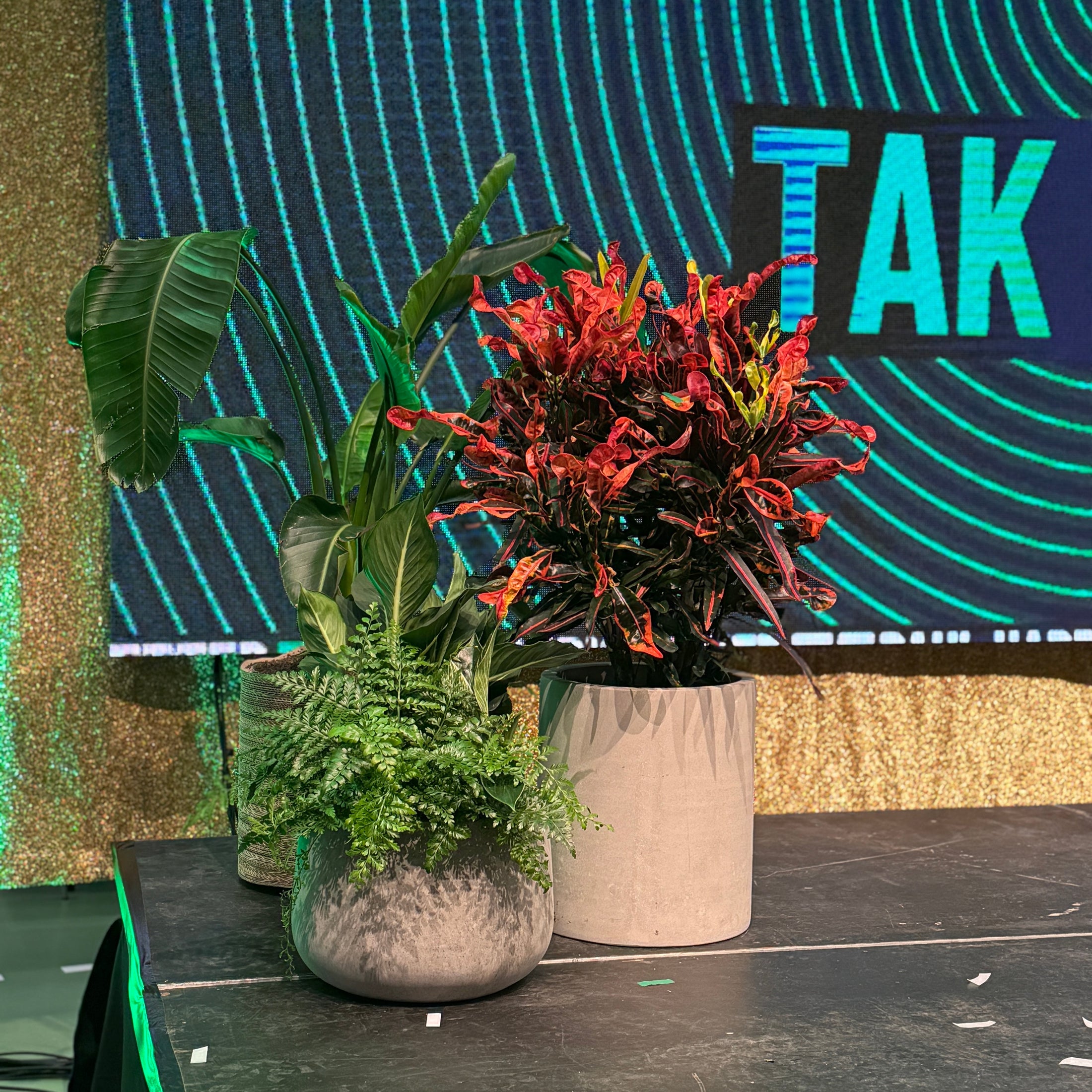 Strelitzia nicolai (Hvid Paradisfugl) – 70 cm i naturkrukke – fra Randers Business Awards