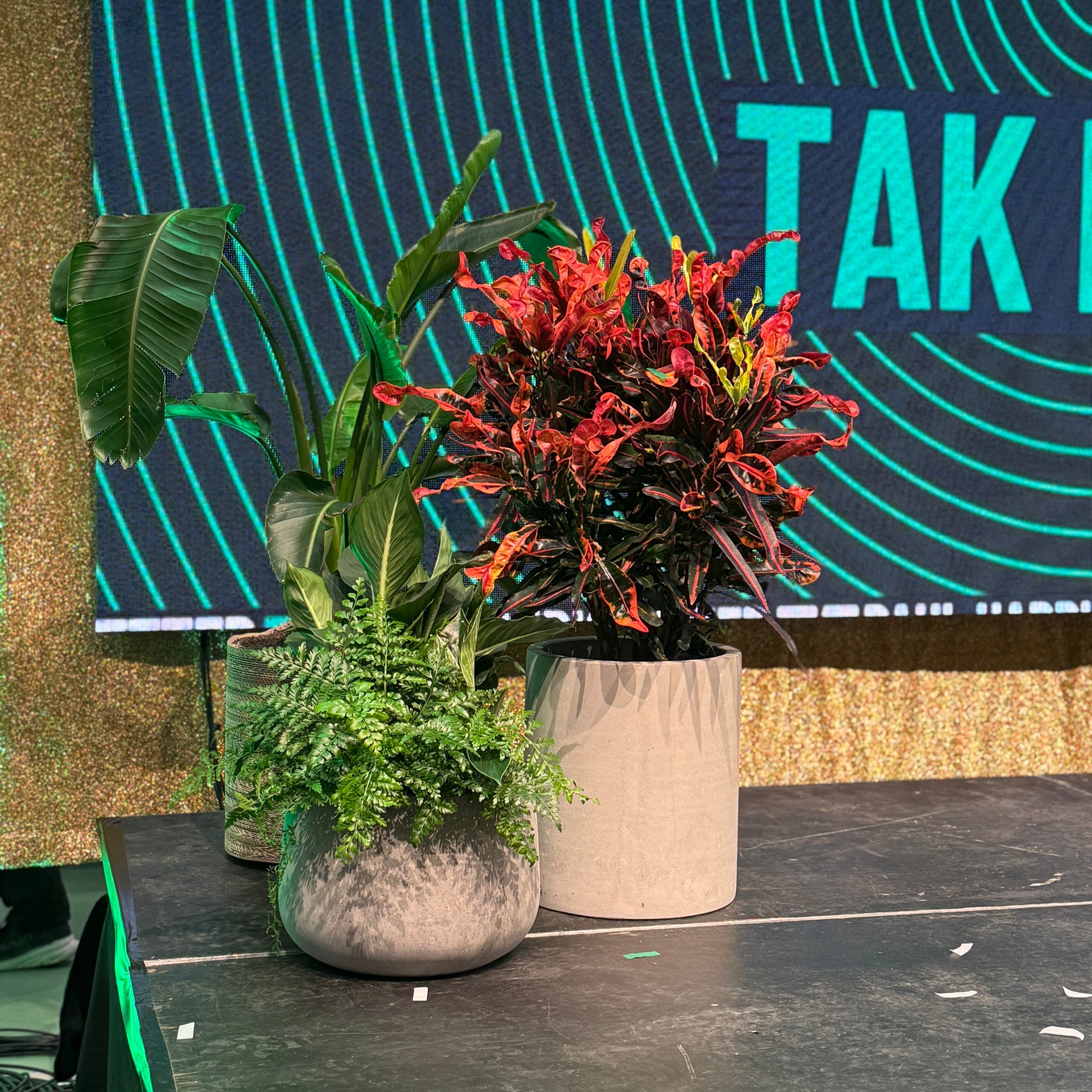 Croton (Codiaeum variegatum) – 110 cm i cementkrukke – fra Randers Business Awards