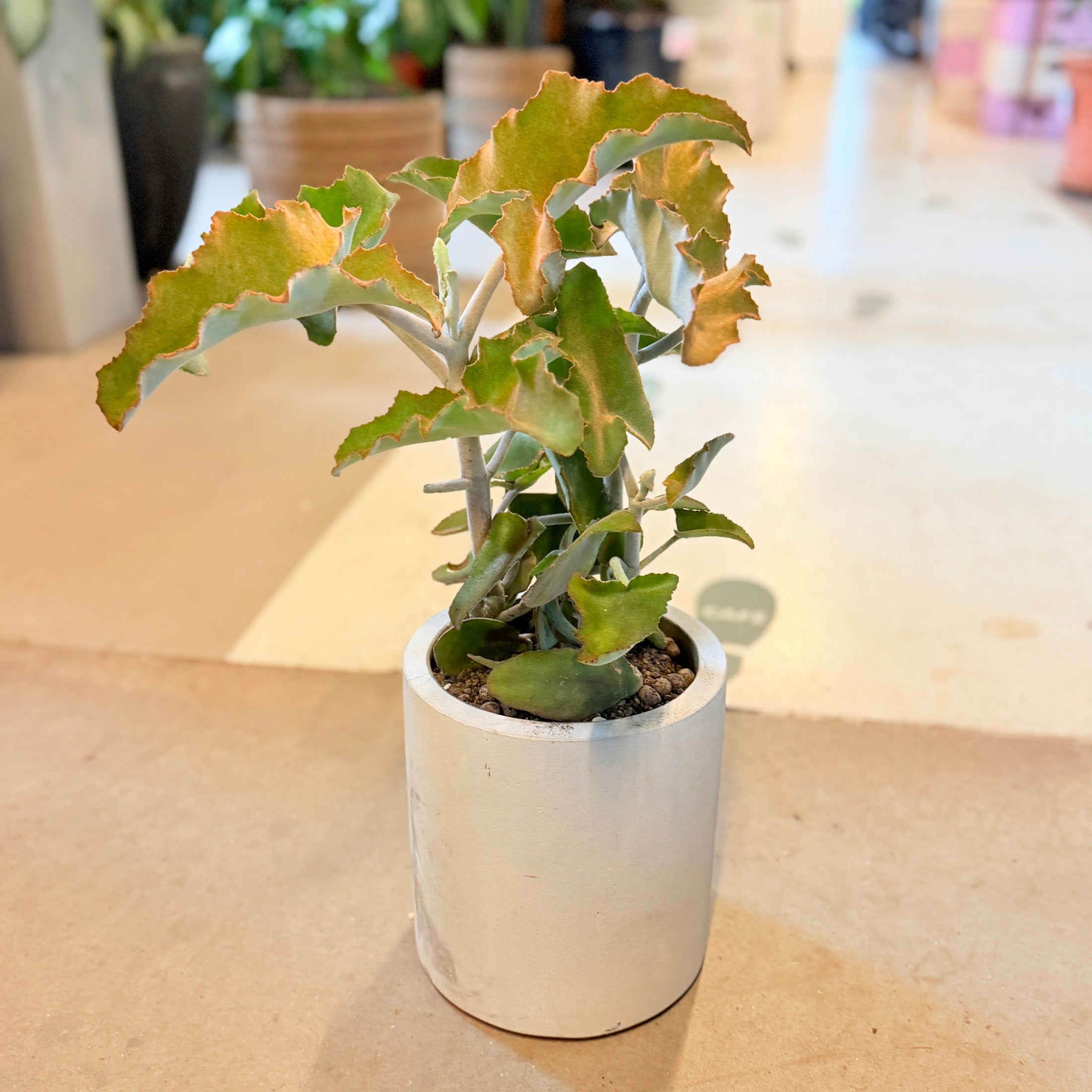 Second Hand Elefantøre – Kalanchoe beharensis i Cementkrukke fra Århus