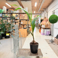 Indlæs billede i gallerivisning, Kokospalme (Cocos nucifera) – 140 cm høj i sort krukke
