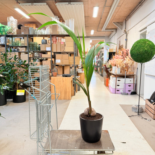 Kokospalme (Cocos nucifera) – 140 cm høj i sort krukke