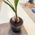 Indlæs billede i gallerivisning, Kokospalme (Cocos nucifera) – 140 cm høj i sort krukke
