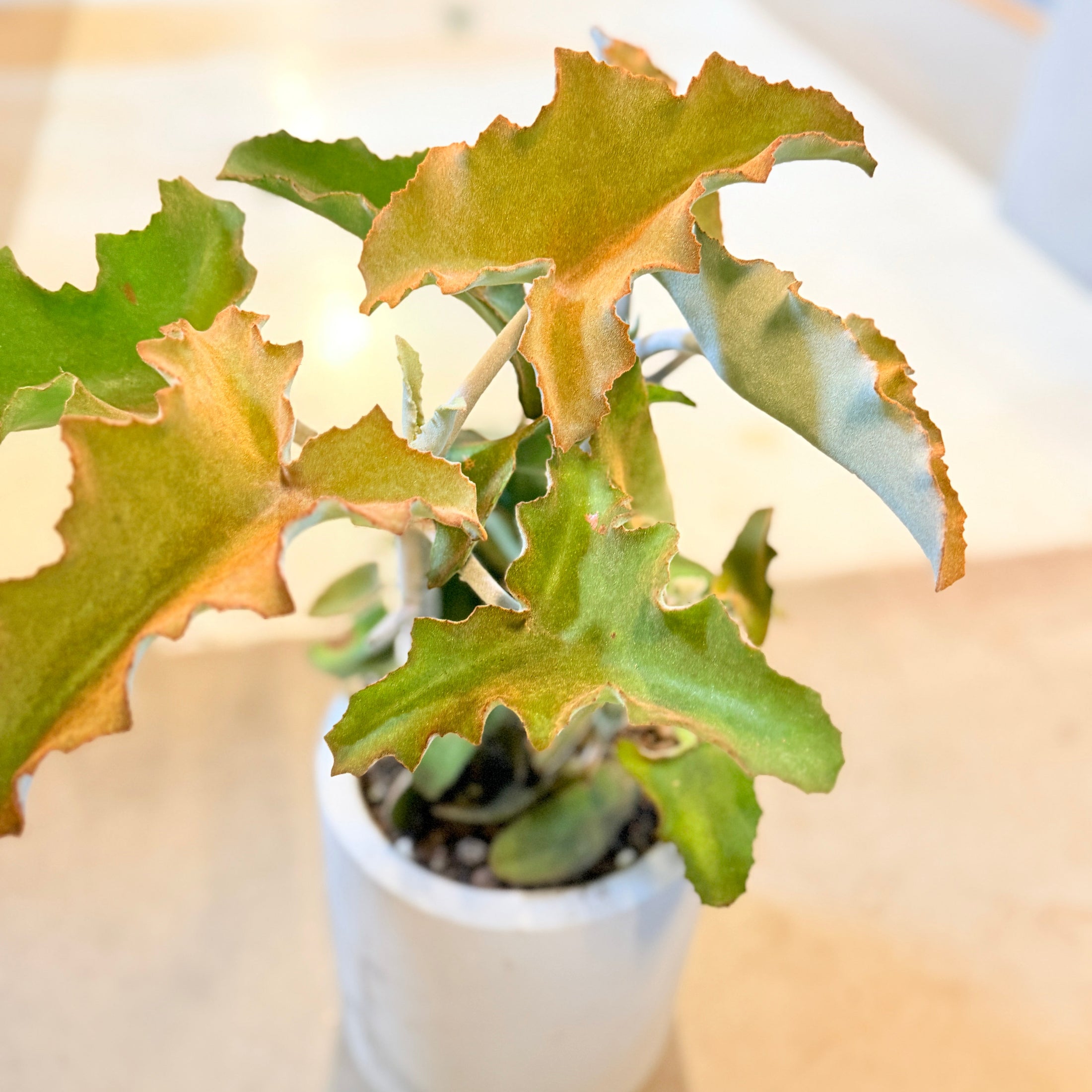 Second Hand Elefantøre – Kalanchoe beharensis i Cementkrukke fra Århus