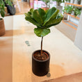 Indlæs billede i gallerivisning, Second Hand Violinfigen – Opstammet Ficus lyrata fra Århus
