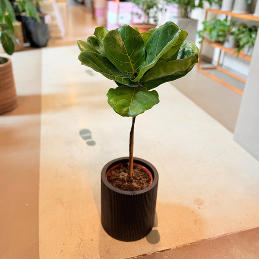 Second Hand Violinfigen – Opstammet Ficus lyrata fra Århus