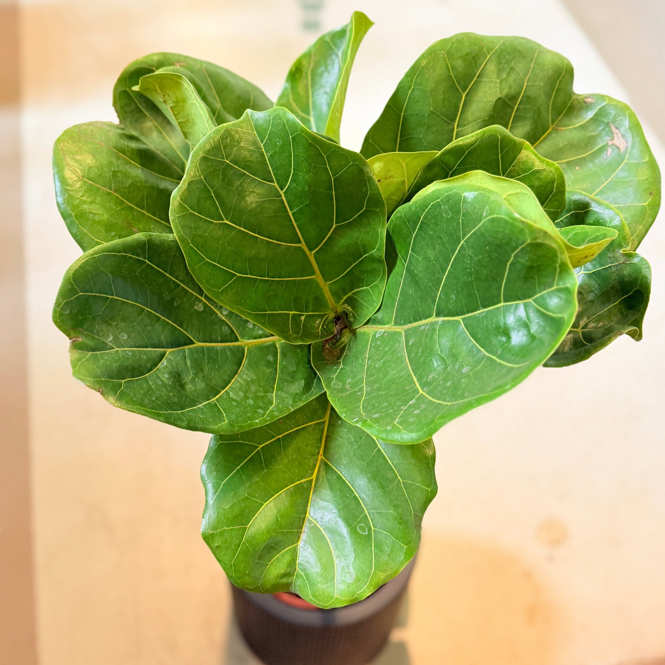 Second Hand Violinfigen – Opstammet Ficus lyrata fra Århus