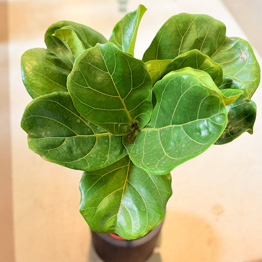 Second Hand Violinfigen – Opstammet Ficus lyrata fra Århus