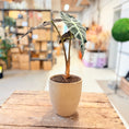 Indlæs billede i gallerivisning, Alocasia ’Polly’ – 60 cm høj
