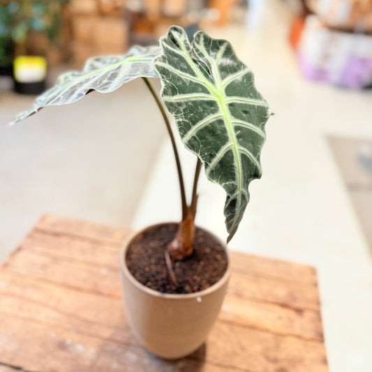 Alocasia ’Polly’ – 60 cm høj