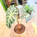Indlæs billede i gallerivisning, Alocasia ’Polly’ – 60 cm høj
