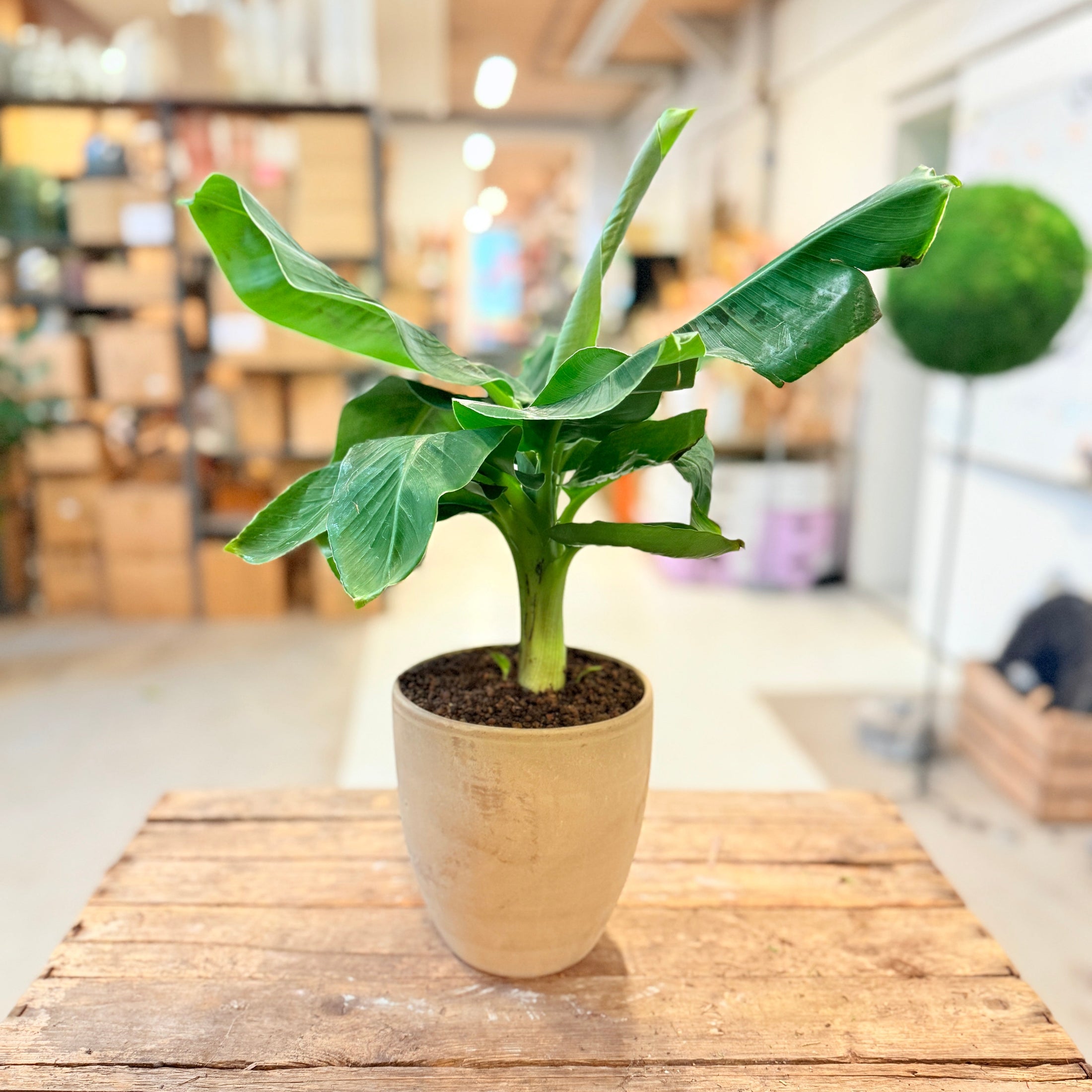 Bananplante (Musa) i lys lerpotte – ca. 50 cm