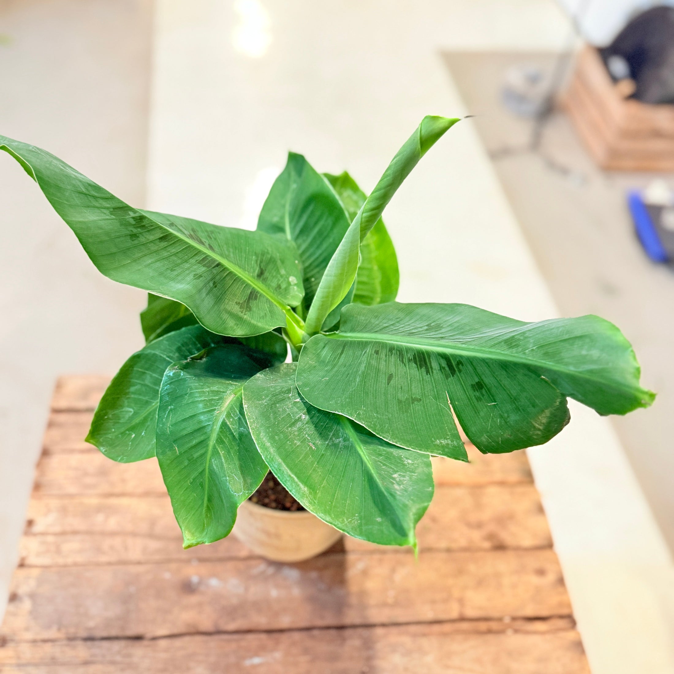 Bananplante (Musa) i lys lerpotte – ca. 50 cm
