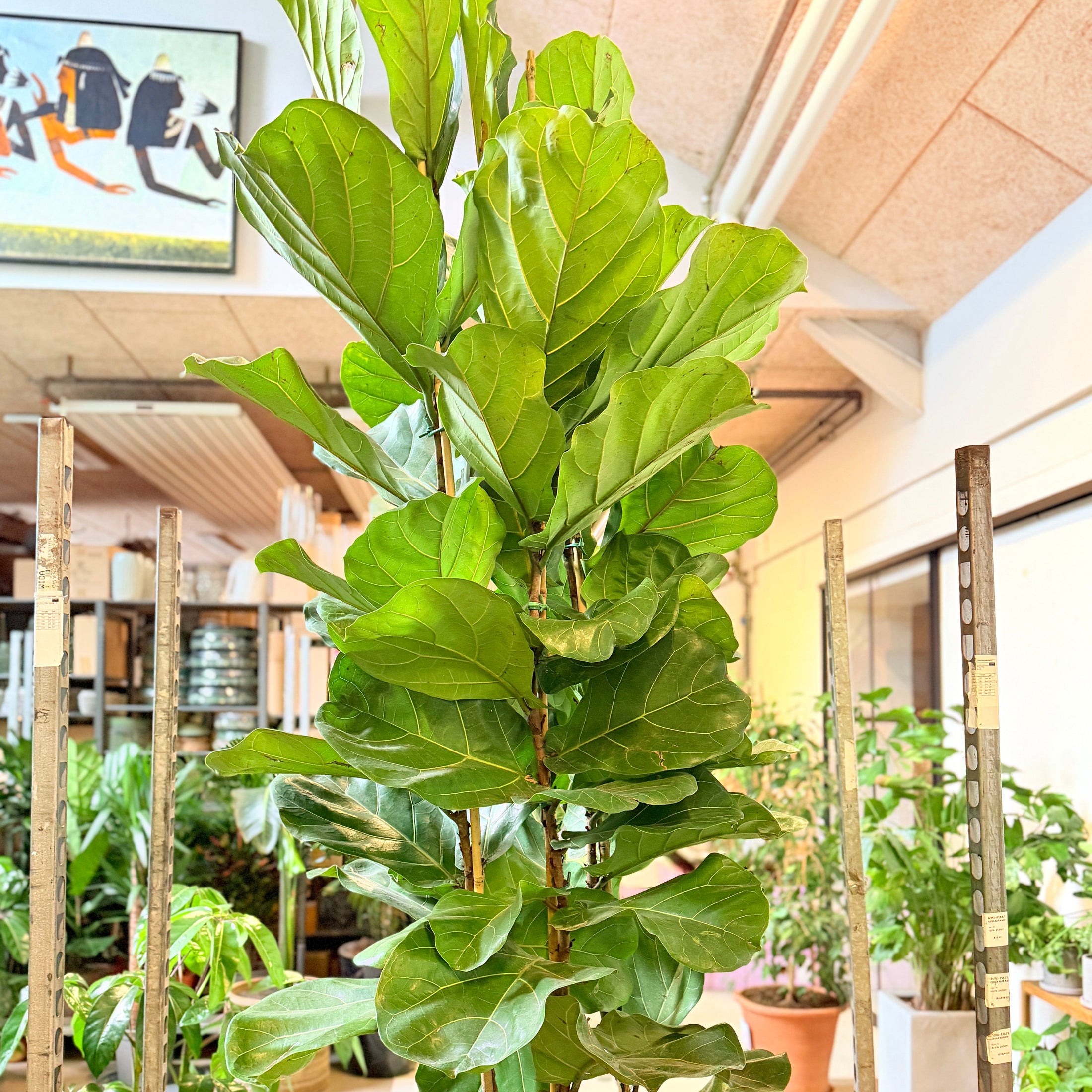 Second Hand Violinfigen XL – Ficus lyrata 250 cm fra Århus