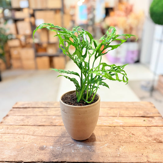 Monstera Esqueleto (Monstera epipremnoides) i lys lerpotte – ca. 30 cm