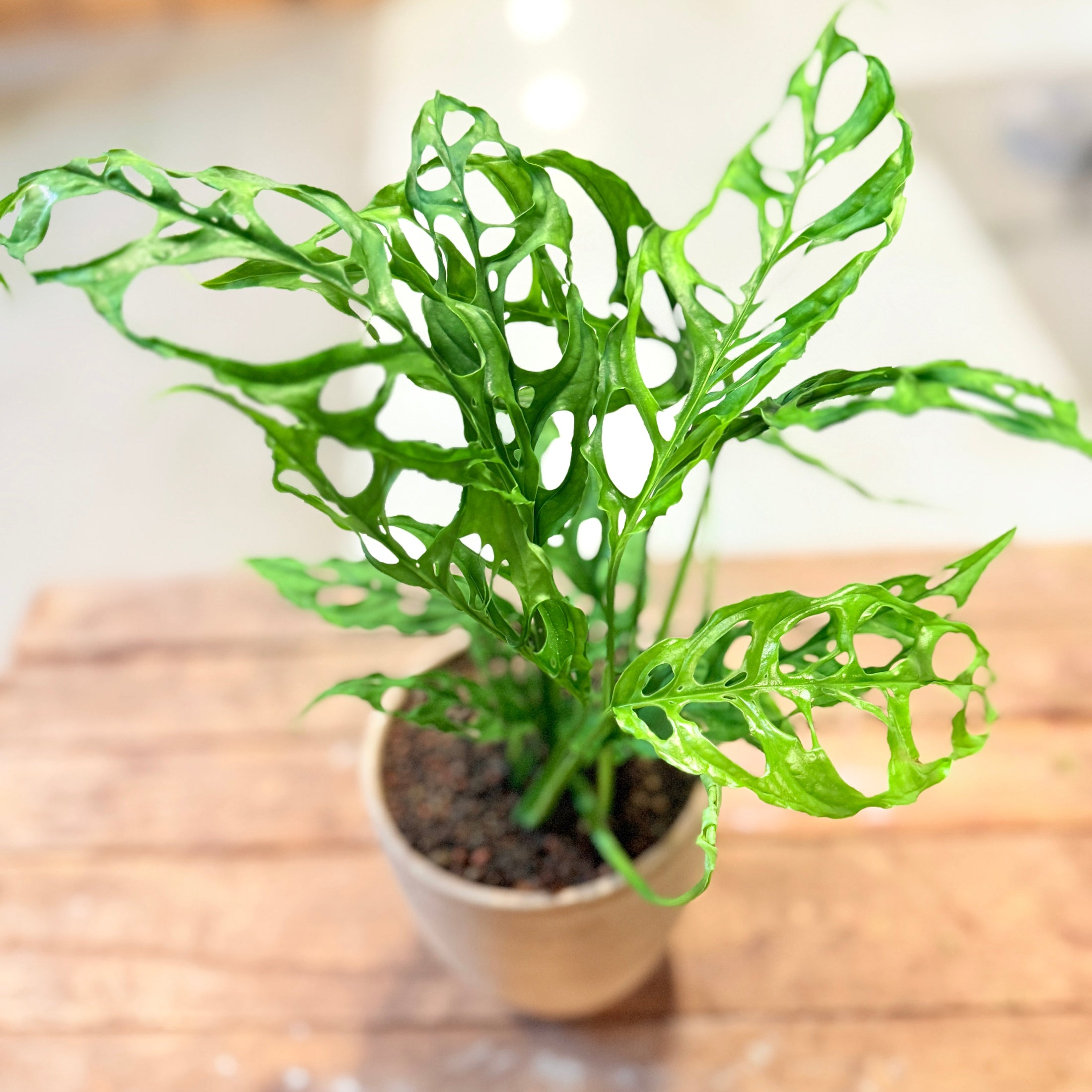 Monstera Esqueleto (Monstera epipremnoides) i lys lerpotte – ca. 30 cm