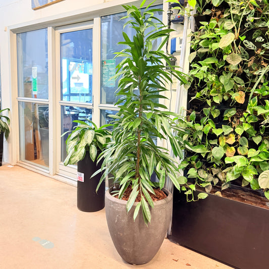 Second Hand Smalbladet Ficus – Ficus Alii 180 cm fra Århus