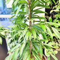 Indlæs billede i gallerivisning, Second Hand Smalbladet Ficus – Ficus Alii 180 cm fra Århus
