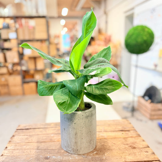 Bananplante (Musa) i cementkrukke – ca. 50 cm