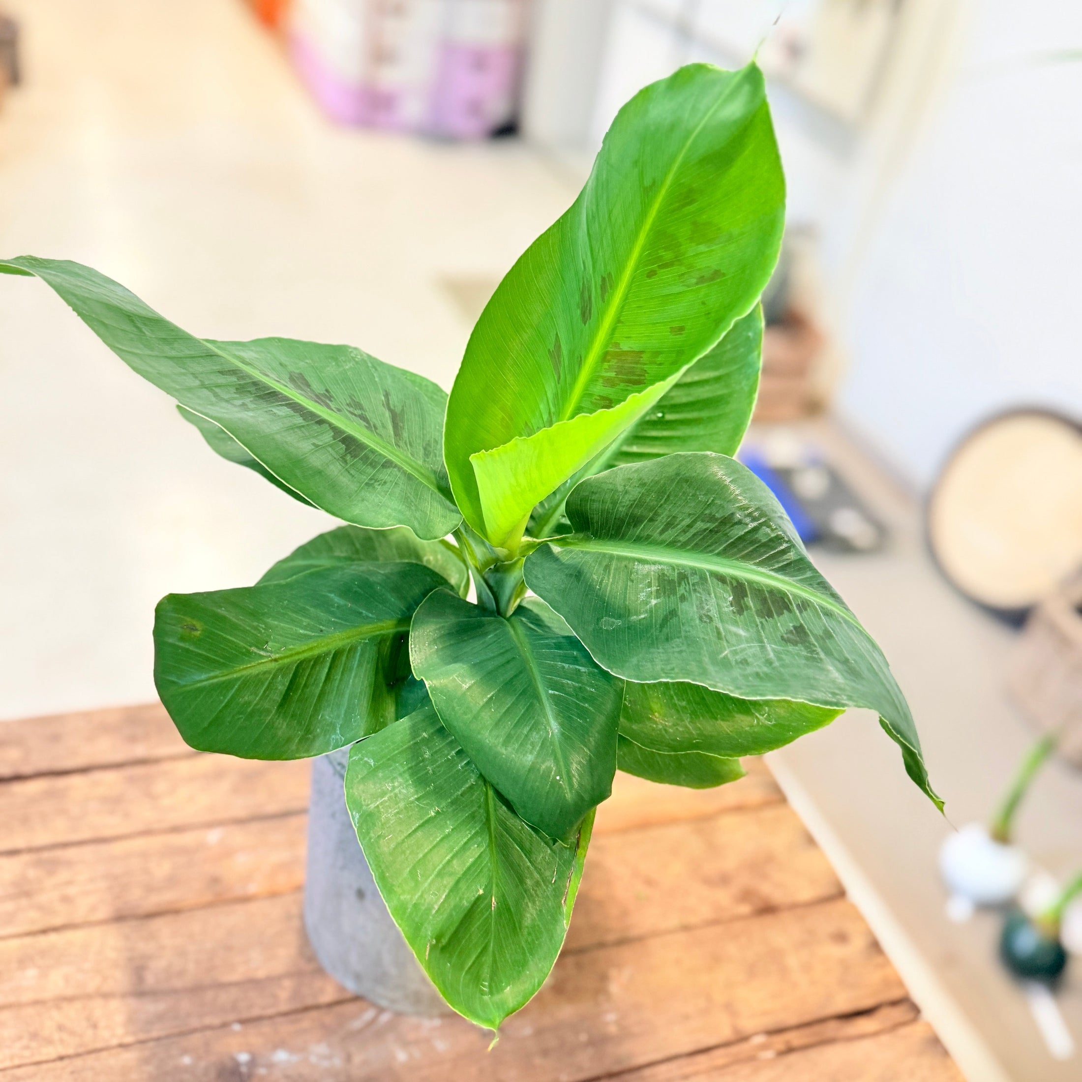 Bananplante (Musa) i cementkrukke – ca. 50 cm