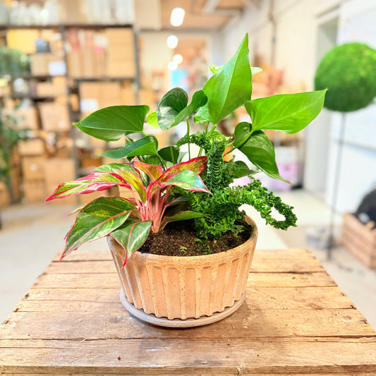 Planteopsats med Guldfjers, Rød Aglaonema & Krøllet Bregne – ca. 45 cm