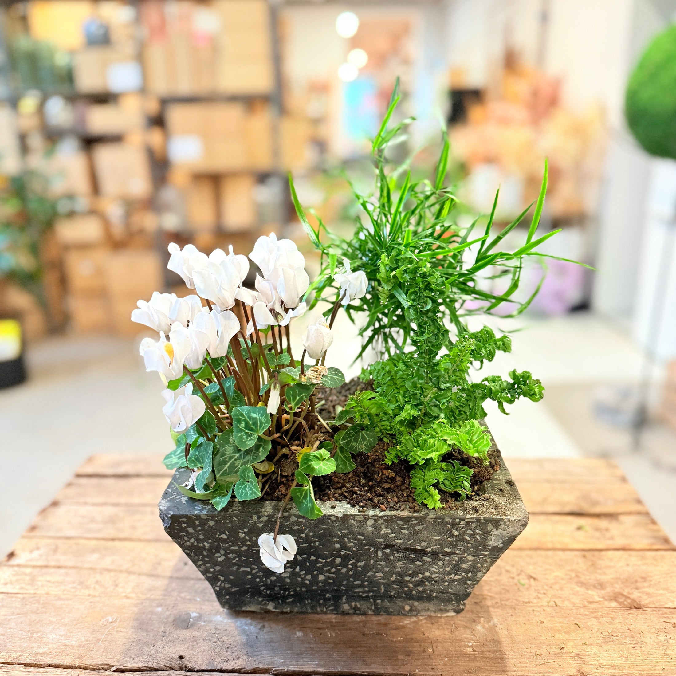 Planteopsats med Hvide Cyclamen, Krøllet Bregne & Rhipsalis – ca. 40 cm