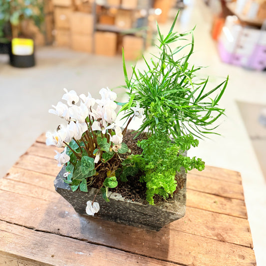 Planteopsats med Hvide Cyclamen, Krøllet Bregne & Rhipsalis – ca. 40 cm