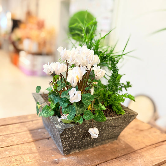 Planteopsats med Hvide Cyclamen, Krøllet Bregne & Rhipsalis – ca. 40 cm