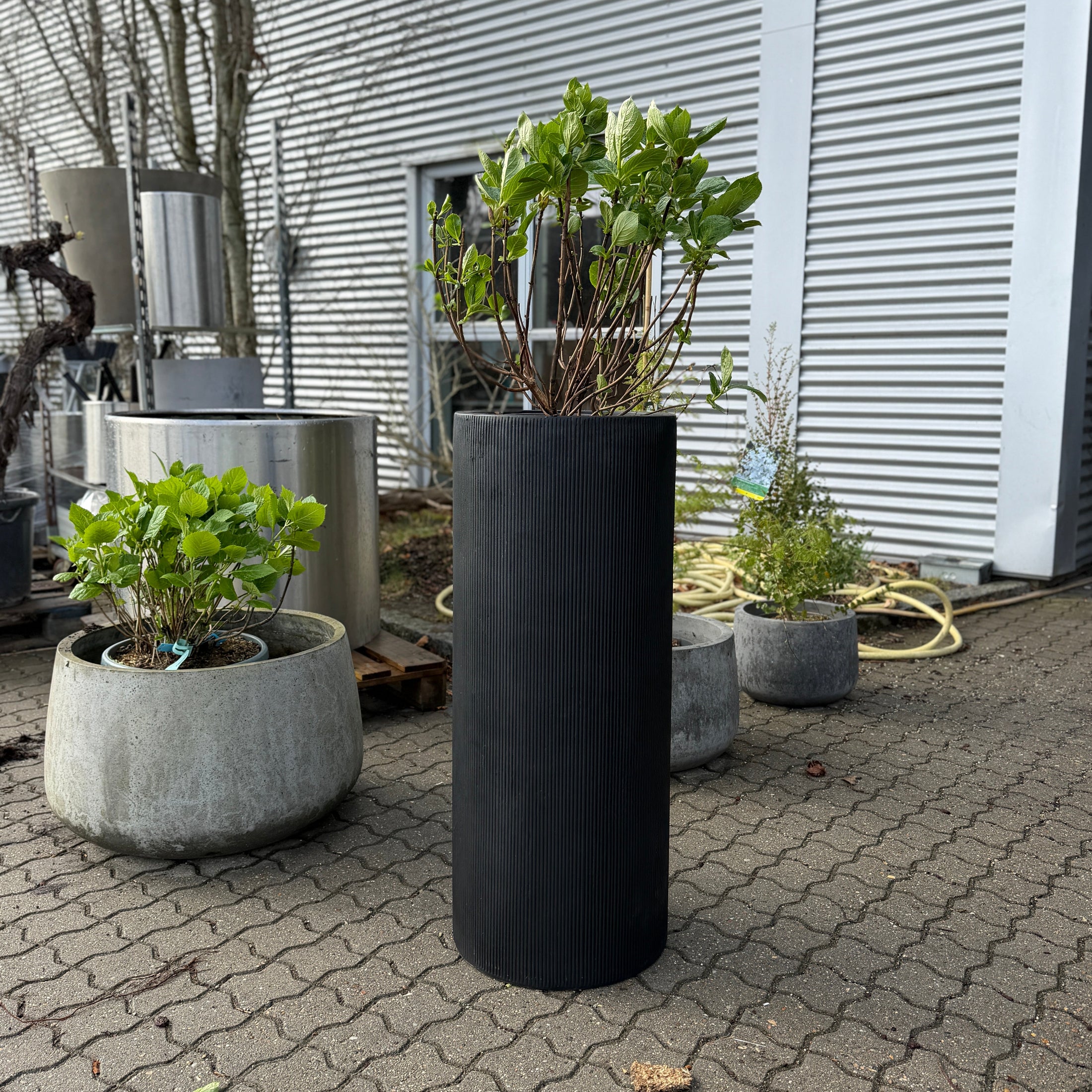 Second Hand Hortensia – Hydrangea 140 cm i Høj Sort Krukke fra Århus
