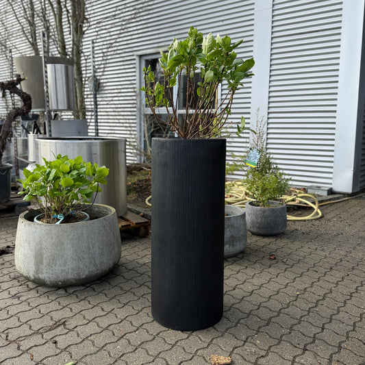Second Hand Hortensia – Hydrangea 140 cm i Høj Sort Krukke fra Århus