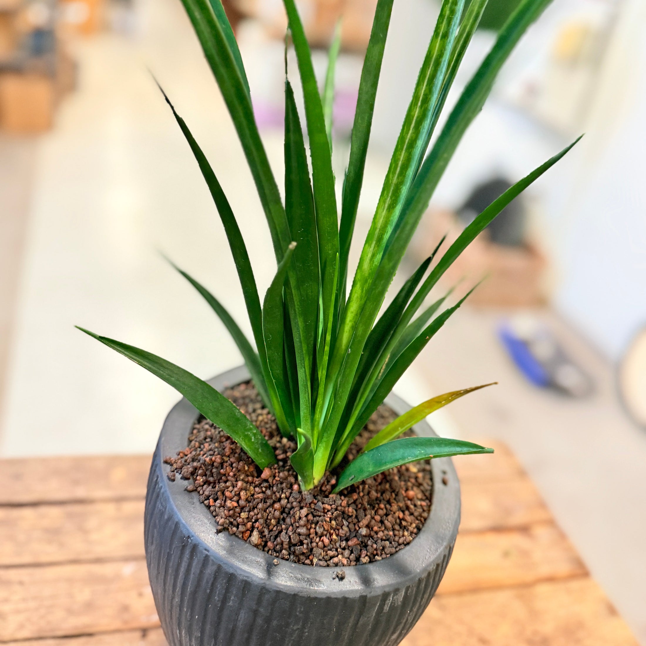 Afrikansk Spydplante (Sansevieria cylindrica) i sort krukke – ca. 55 cm