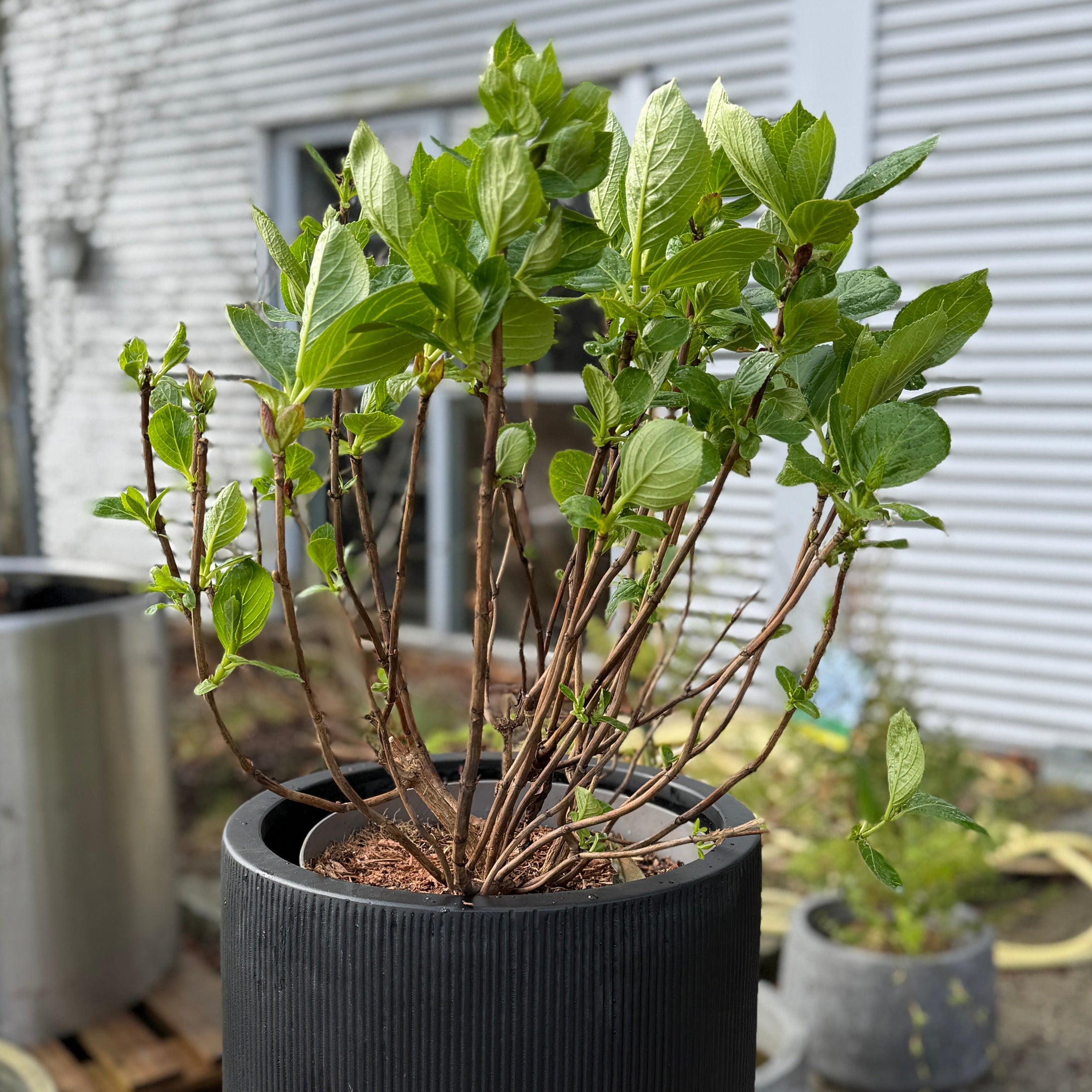 Second Hand Hortensia – Hydrangea 140 cm i Høj Sort Krukke fra Århus
