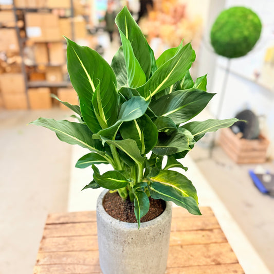 Dieffenbachia (Dieffenbachia “Camille”) i cementkrukke – ca. 70 cm
