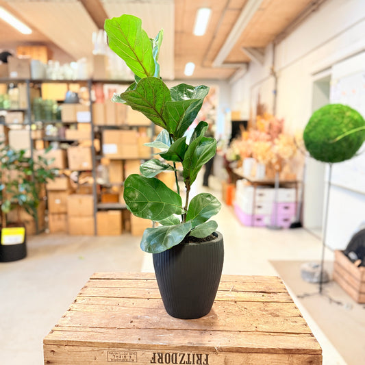Violinfigen (Ficus lyrata) i sort rillekrukke – ca. 70 cm