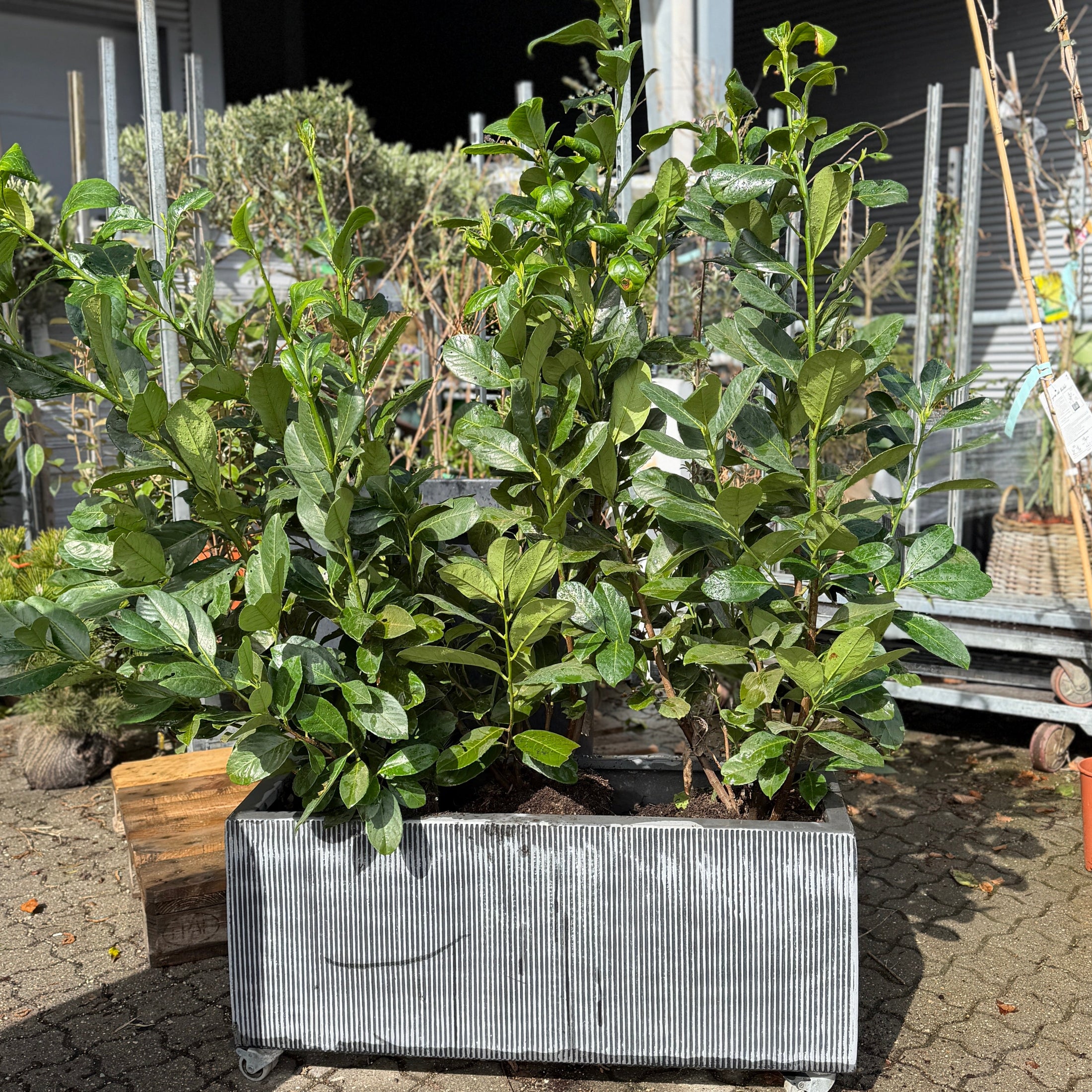 Second Hand Laurbær – Laurus nobilis 130 cm i Aflang Krukke med Hjul
