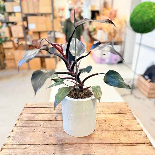 Philodendron ‘Black Cardinal’ i cementkrukke – ca. 50 cm