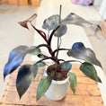 Indlæs billede i gallerivisning, Philodendron ‘Black Cardinal’ i cementkrukke – ca. 50 cm
