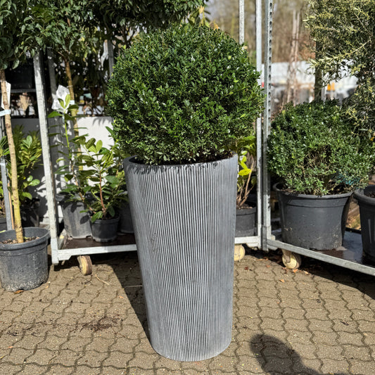 Second Hand Japansk Kristtorn – Ilex crenata Maxima 140 cm fra Århus