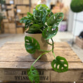 Indlæs billede i gallerivisning, Monstera adansonii – 35 cm (komplet tilplantet i lerpotte) - 25 stk

