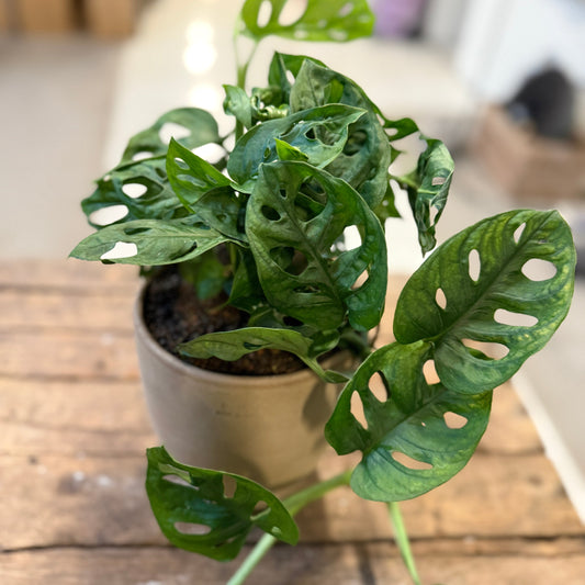 Monstera adansonii – 35 cm (komplet tilplantet i lerpotte) - 25 stk