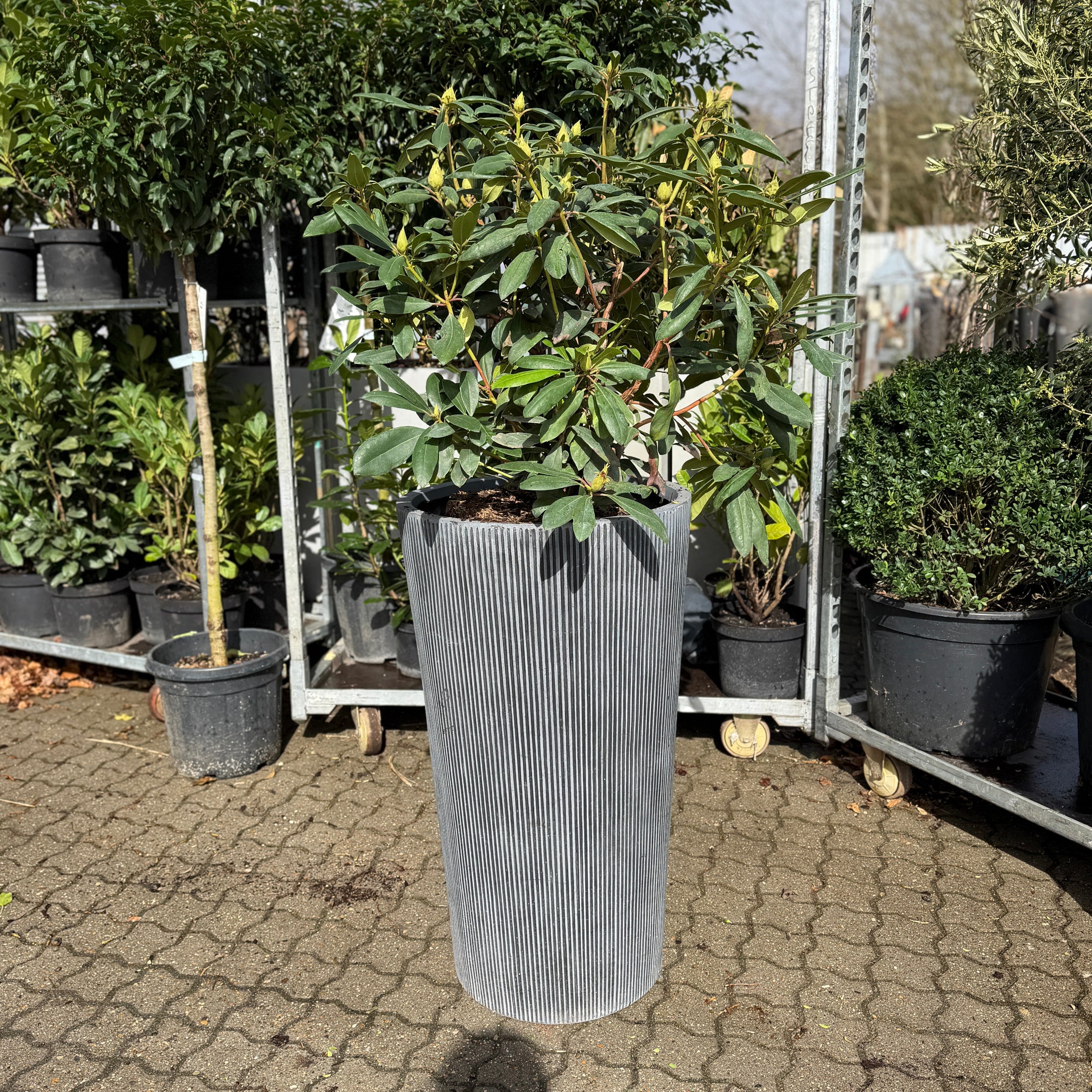 Second Hand Rhododendron – Blomstrende Udendørsplante 150 cm fra Århus