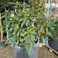 Indlæs billede i gallerivisning, Second Hand Rhododendron – Blomstrende Udendørsplante 150 cm fra Århus
