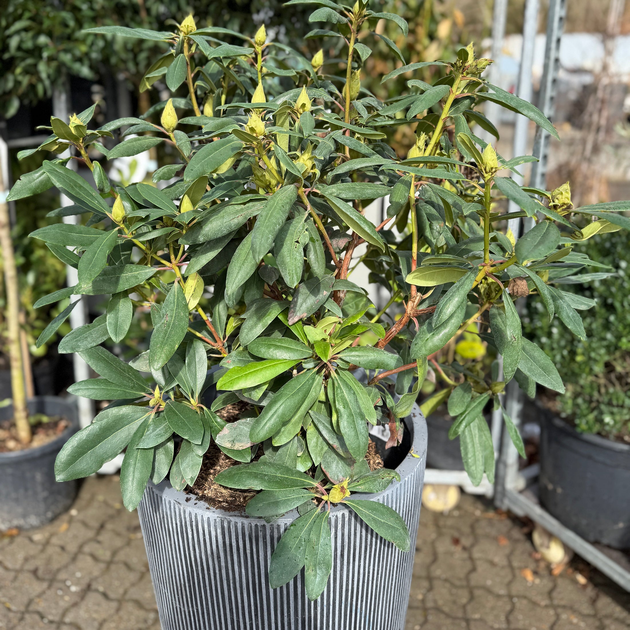 Second Hand Rhododendron – Blomstrende Udendørsplante 150 cm fra Århus
