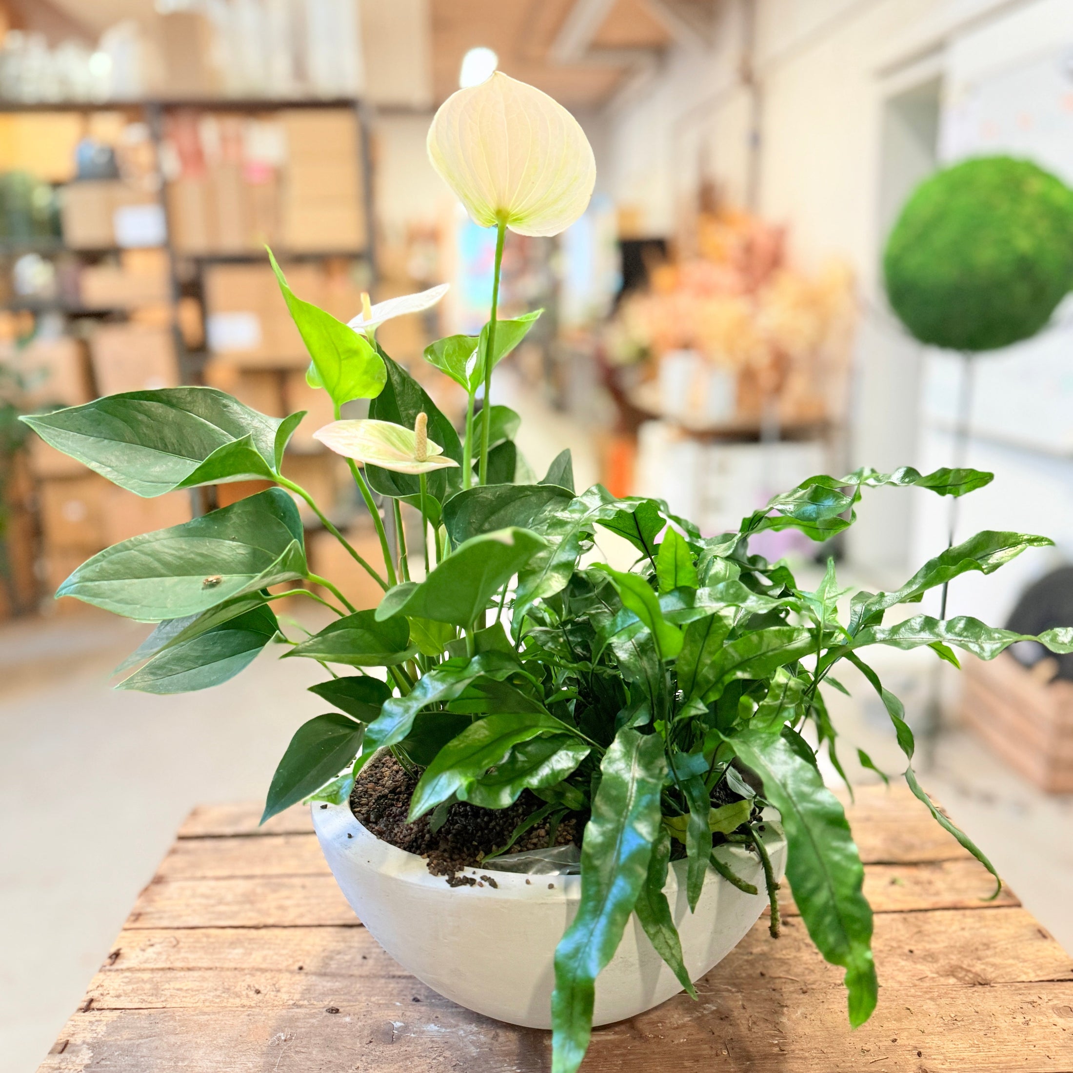Anthurium & Bregne – Mixopsats i Ø28 krukke (50 cm høj)