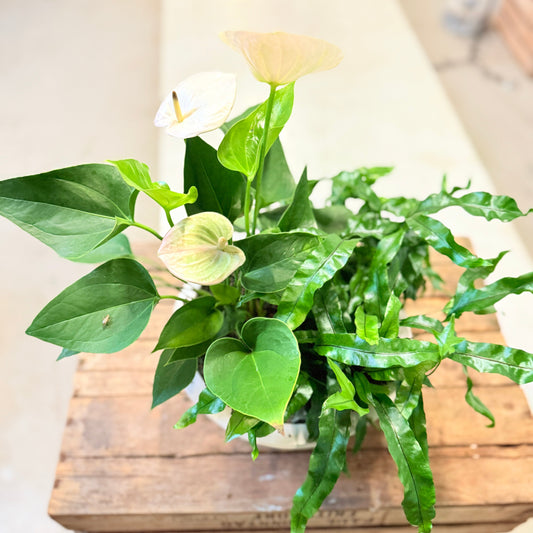 Anthurium & Bregne – Mixopsats i Ø28 krukke (50 cm høj)