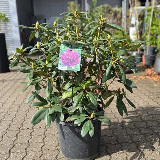 Rhododendron – Blomstrende Haveplante med Fyldige Blomster og Tæt Vækst (ca. 80 cm)