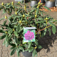 Indlæs billede i gallerivisning, Rhododendron – Blomstrende Haveplante med Fyldige Blomster og Tæt Vækst (ca. 80 cm)
