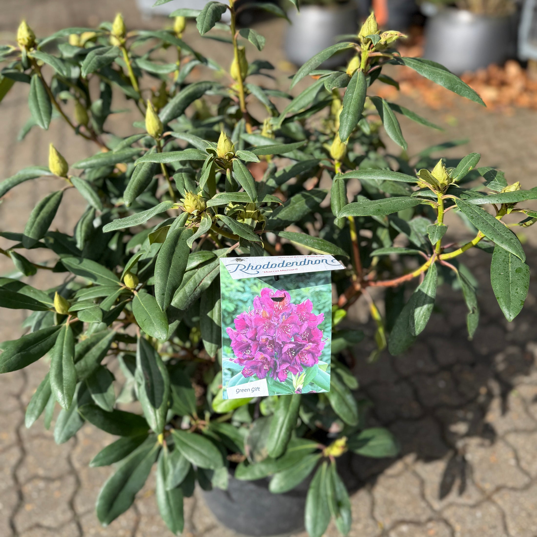 Rhododendron – Blomstrende Haveplante med Fyldige Blomster og Tæt Vækst (ca. 80 cm)